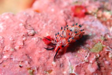 ツマグロミノウミウシ