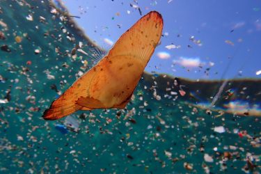 ナンヨウツバメウオ幼魚