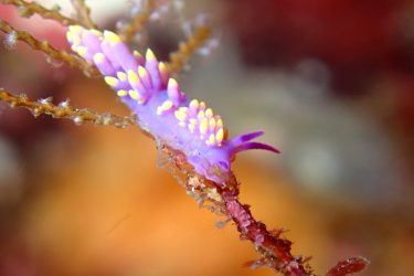 ミチヨミノウミウシ