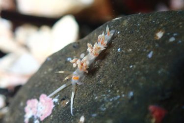 ニセハクセンミノウミウシ