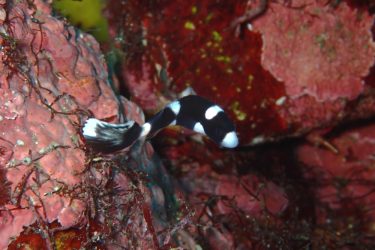アジアコショウダイ幼魚