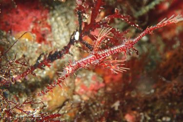 ニシキフウライウオ