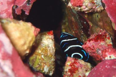 サザナミヤッコ幼魚