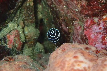 タテジマキンチャクダイ幼魚