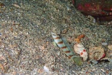 ハチマキダテハゼ