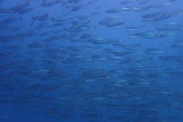 マサバの群れ