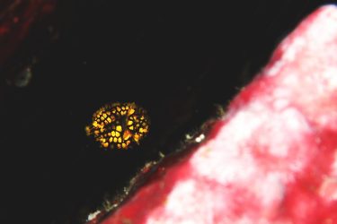 マツカサウオ幼魚