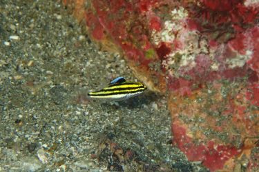 フタスジタマガシラ幼魚