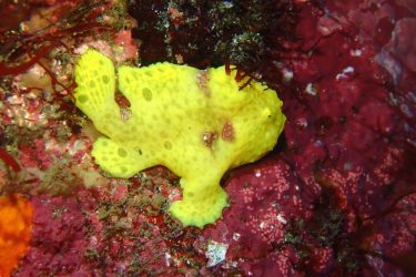 イロカエルアンコウ