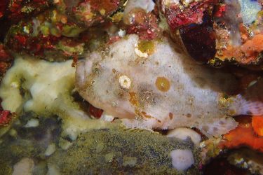 ベニカエルアンコウ