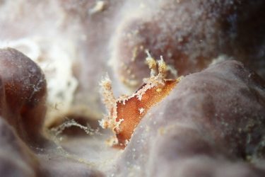 モウサンウミウシ