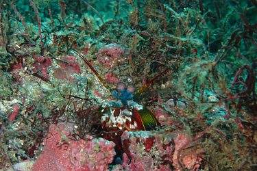 モンハナシャコ