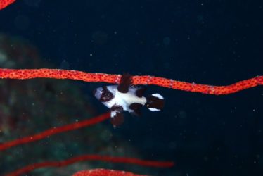 マダラタルミ幼魚