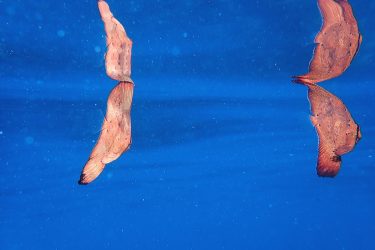 ナンヨウツバメウオ幼魚