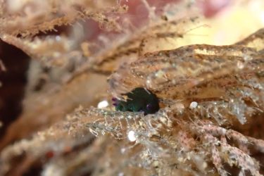 コミドリリュウグウウミウシ