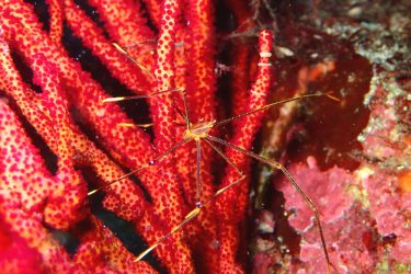 オルトマンワラエビ