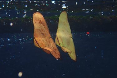 ナンヨウツバメウオ幼魚