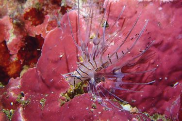 ハナミノカサゴ幼魚