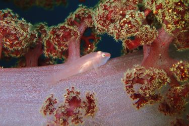 スケロクウミタケハゼ