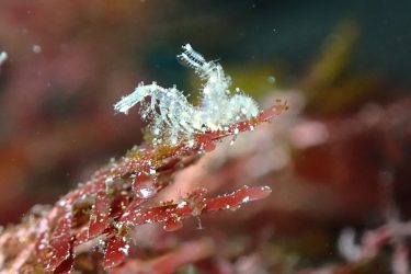 フィコカリス・シムランス