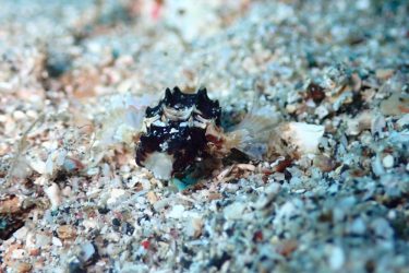 ウミテング赤ちゃん