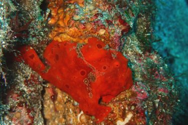 イロカエルアンコウ