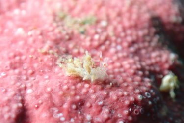 ヒョウタンミノウミウシ