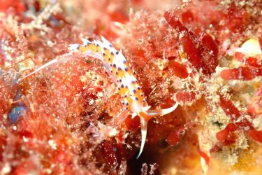 ヒブサミノウミウシ