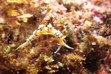 ヒブサミノウミウシ