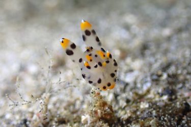 ツノザヤウミウシ