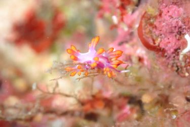 ルージュミノウミウシ