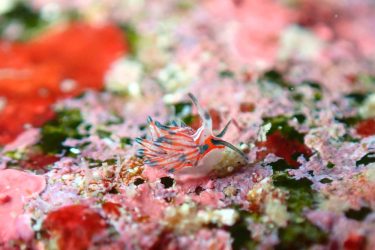 ツマグロミノウミウシ