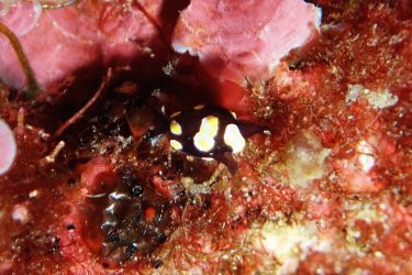 トンプソンアワツブガイ