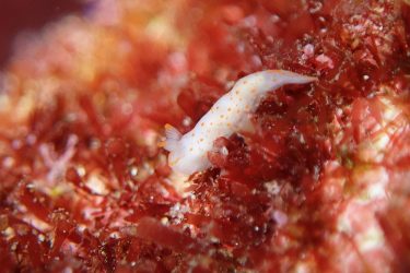 アカボシウミウシ