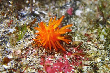 イボヤギミノウミウシ