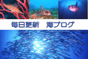 毎日更新　海ブログ