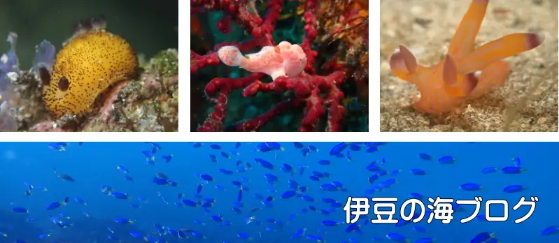 伊豆の海ブログ