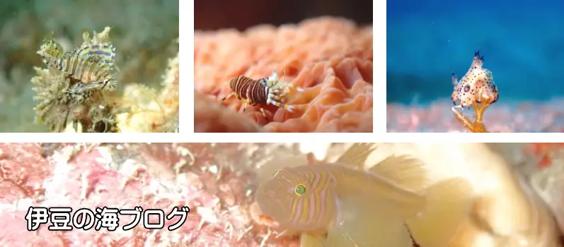 伊豆の海ブログ