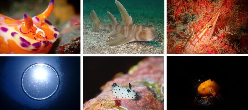 富戸の生物たち