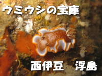 ウミウシの宝庫西伊豆浮島