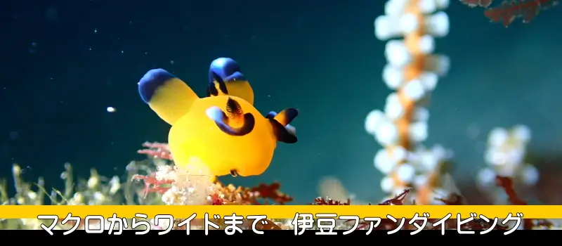 マクロからワイドまで　伊豆ファンダイビング