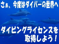 さぁ、今度はダイバーの世界へダイビングライセンスを取得しよう！