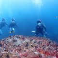 オープンウォーターダイバーコース