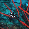 ホホスジタルミ幼魚