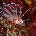 ハナミノカサゴ幼魚