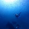 キビナゴの群れ