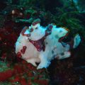 クマドリカエルアンコウ