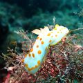 キイボキヌハダウミウシ