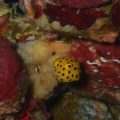 ミナミハコフグ幼魚