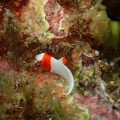 イロブダイ幼魚